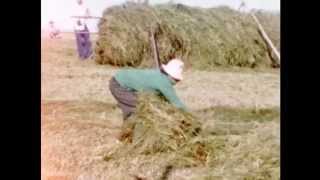 Slåtter i Nyby Lycksele sommaren 1959 [upl. by Haraf]