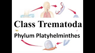 Class Trematoda  Life cycle of Liver Fluke  Phylum Platyhelminthes [upl. by Crisey]