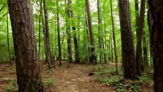 Hiking Umstead State Park Sycamore trail part 3 [upl. by Eisenhart759]