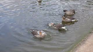 Greylag Goose family washing [upl. by Enelam]