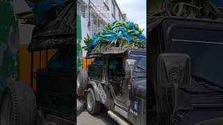 Jeep SalaminaCaldas ☕🇨🇴 transporte tradicional en el eje cafetero ☕🇨🇴 descubre turismocolombiano [upl. by Doerrer]