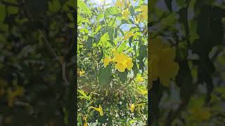 All about tecoma flower planttecoma flower plant cuttings9924plants shorts viralvideo [upl. by Grimaldi]