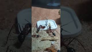 myrmecia nigriceps [upl. by Frame269]