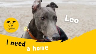 Leo the lovely Greyhound  Dogs Trust Merseyside [upl. by Elicia]