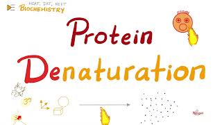 Denaturation of Proteins  Biochemistry 🧪 [upl. by Burleigh]