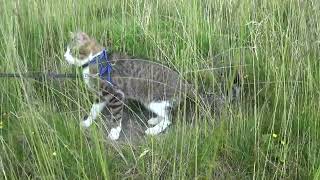 Brave Cat Travels on the Alpine Tundra [upl. by Gamali27]