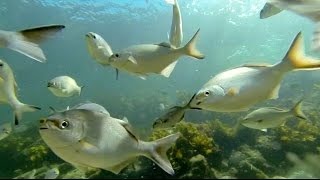 The best beach for snorkeling in Perth WA  a tour of the reef at Cottesloe [upl. by Shena]