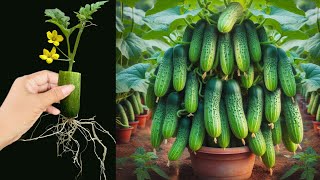 Great Technique For Grafting Cucumber Fruit To Cucumber Tree Using Fast Aloe Vera [upl. by Raknahs]