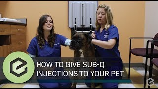 How To Give Prescribed Sub Q Injections to Your Pet [upl. by Parker]