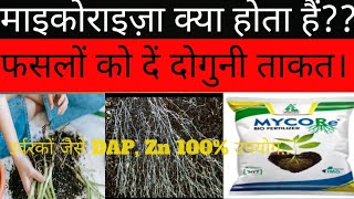 mycorrhiza fungi  माइकोराइजा क्या है  how to use micorrhiza  phasfate Zn Co के अवशोषण [upl. by Nowtna]