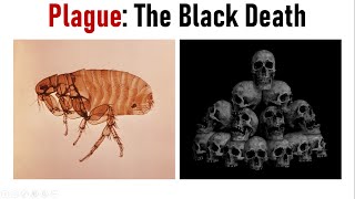 RatFleaYersinia Three Deadly Culprits of Plague  Black Death  Pneumonic amp Bubonic Plague [upl. by Ahseyi486]