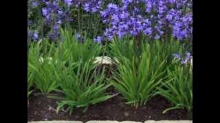 Agapanthus geteeld door Piet Panthus [upl. by Bigford]