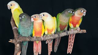 green cheek conure sound parrots bird Birds singing [upl. by Nykal]