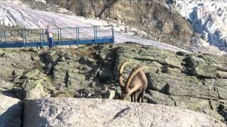 Gasenried Grächen  Bordierhütte  21 22 Juli 2015 [upl. by Idisahc]