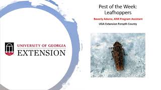 Pest of the Week Leafhoppers [upl. by Mariano]