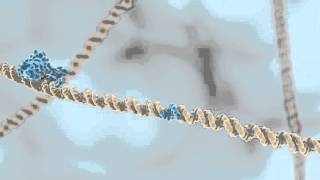 Restriction Enzymes [upl. by Yeslah207]