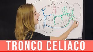 TRONCO CELÍACO ANATOMÍA RAMA AORTA ABDOMINAL ARTERIAS  Mentes Médicas [upl. by Allerie]