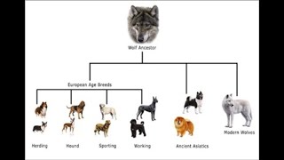 HOW DOGS EVOLVED  EVIDENCE FOR MICROEVOLUTION [upl. by Atelokin]