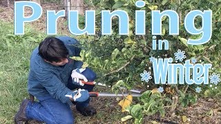 Pruning Fruit Trees in Winter TimeLapse [upl. by Shugart]