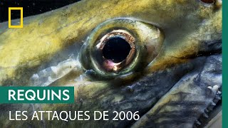 La mystérieuse série dattaque de grands requins blancs en 2006 [upl. by Darla251]