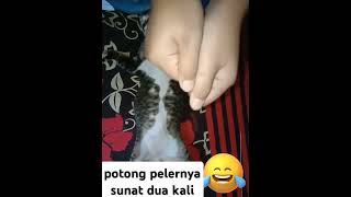 video kucing lucu kucing Sunat dua kali [upl. by Iover]