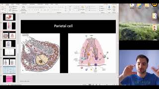 Histology of the Digestive system part 2 [upl. by Yznyl]