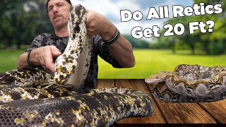 Do All Reticulated Pythons Grow 20ft long Giant Snakes and more critters [upl. by Yeuh424]