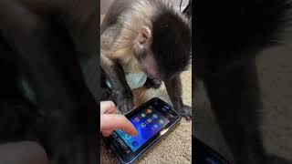 I Bought My Monkey A Phone tiktok heresyourmonkeycontent [upl. by Nowell144]