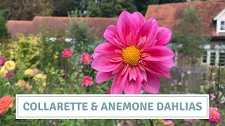 Dahlia Tour Anemone Collarette And Single Varieties 2022 [upl. by Aleirbag]