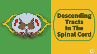 Descending Tracts In The Spinal Cord [upl. by Lerud]