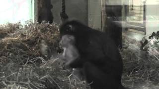 Baby Mandrill Paignton Zoo 25th February 2013 [upl. by Neeron]