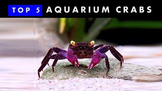 TOP 5 Aquarium Crabs  Knowing amp Caring [upl. by Letizia]