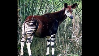 Focus on Species Okapi Okapia johnstoni [upl. by Luce]