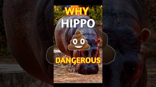 Why HIPPO Spray Their Poop  How HIPPO Impress Female  shorts facts viral trending ytshorts [upl. by Noitna]