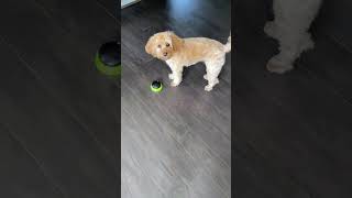 Cockapoo Dog Presses Button and Shows Trick  1513084 [upl. by Edin822]