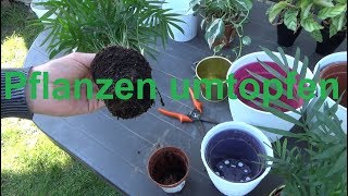 Zimmerpflanzen umtopfen Pflanzen umtopfen Zimmerpflanzen richtig umtopfen [upl. by Annay]