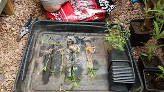 How to propagate verbena bonariensis [upl. by Siramaj]