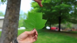 The American Tulip Tree [upl. by Cower]