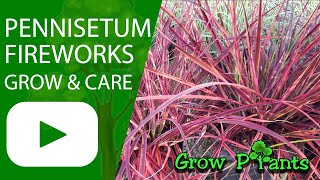 Pennisetum fireworks  grow amp care Fountain grass [upl. by Nahij]