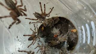 Poecilotheria Regalis sling communal set up [upl. by Eicnan]