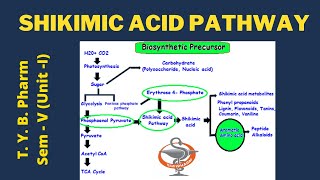 Shikimic acid Pathway Pharmacognosy [upl. by Roche]