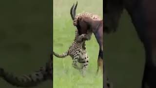 Cheetahs  Highspeed hunters of the Savannah shorts africa cheetah [upl. by Attenol675]