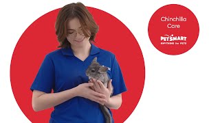 Comprehensive Chinchilla Care Guide for Healthy Pets [upl. by Sinclair]