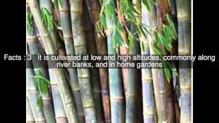 Dendrocalamus giganteus Top 7 Facts [upl. by Ursala]