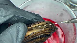 Glochidia extraction from a freshwater mussel [upl. by Elletnohs]