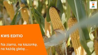 KWS EDITIO  Na ziarno na kiszonkę na każdą glebę… [upl. by Crispa366]