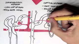 Nephrology  Kidney and Nephron Overview [upl. by Crissy569]