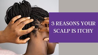 3 Underrated Reasons Why Your Scalp is Itchy [upl. by Faus]