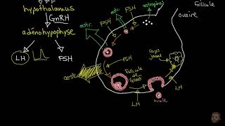 Régulation de la fonction reproductrice chez la femme [upl. by Orat]