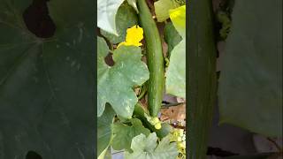 Gilkishortvideo sugan terrace gardening [upl. by Standing]